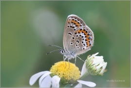 <p>MODRÁSEK ČERNOLEMÝ (Plebejus argus) Mladá Boleslav - Radouč --- /Silver-studded blue - Geißklee-Bläuling/</p>